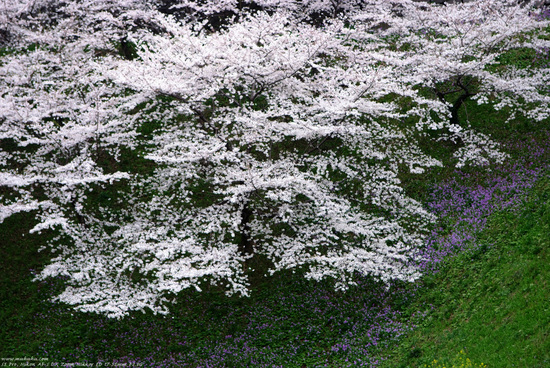 Sakura, taken in Imperial Palace