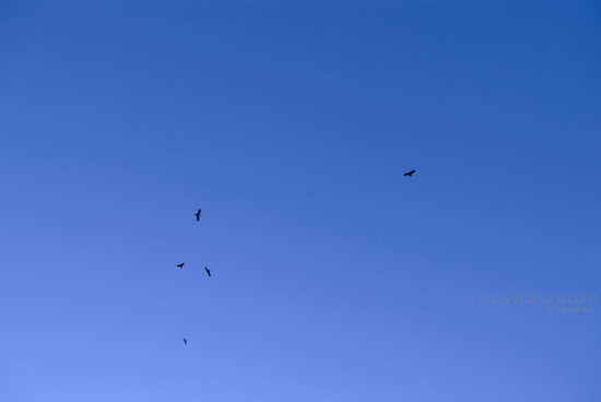 20080628_DSF0833_1.jpg