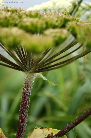 201108_DSC9391.jpg